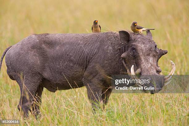 warthog, phacochoerus aethiopicus  - buphagus africanus stock pictures, royalty-free photos & images