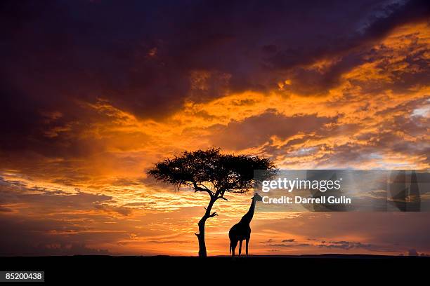 lone silhouetted tree & giraffe  at sunset - masai mara national reserve stock-fotos und bilder