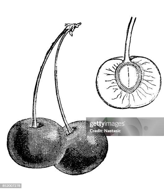 cherry - cherry isolated stock illustrations