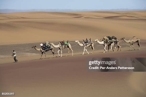 Camel caravan walks in the Namib Desert close the Sand Dunes at Skeleton Coast on April 29, 2008 in Kunene, Namibia. The camel caravan walked about...