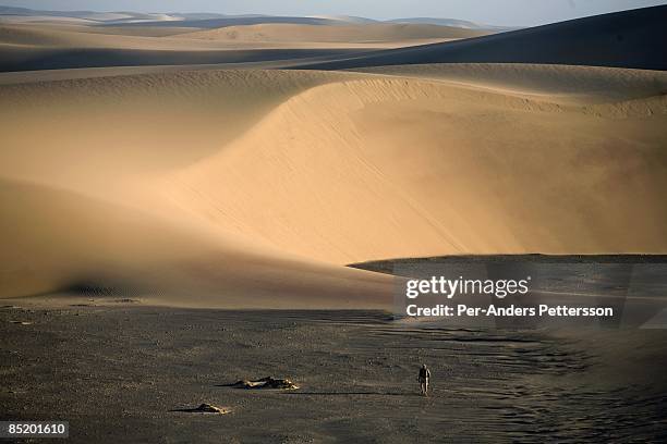 Unidentified man walks with his backpack towards the sand dunes during a walking safari in Namib Desert close the Sand Dunes at Skeleton Coast on...