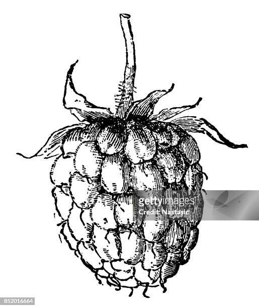 raspberry - blackberry fruit pattern stock illustrations