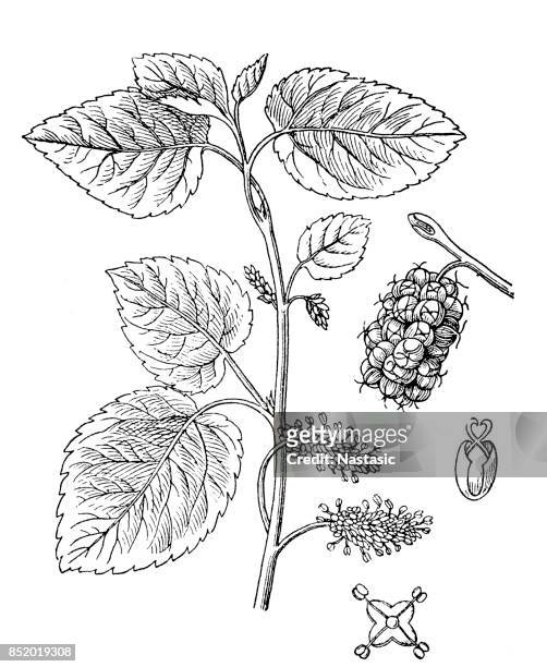 illustrazioni stock, clip art, cartoni animati e icone di tendenza di morus alba (gelso bianco) - mulberry bush