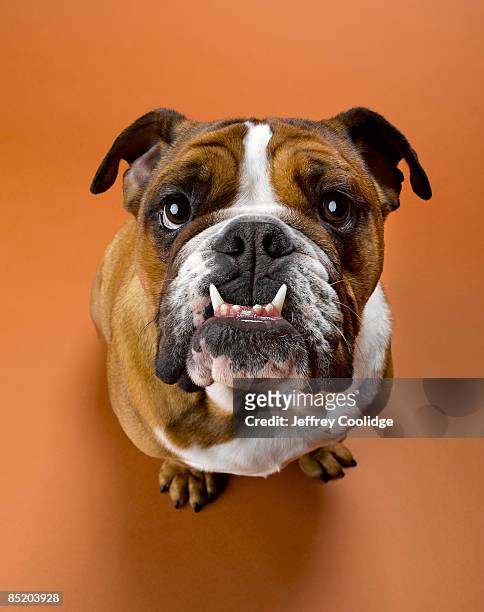 portrait of bulldog - begging animal behavior stockfoto's en -beelden