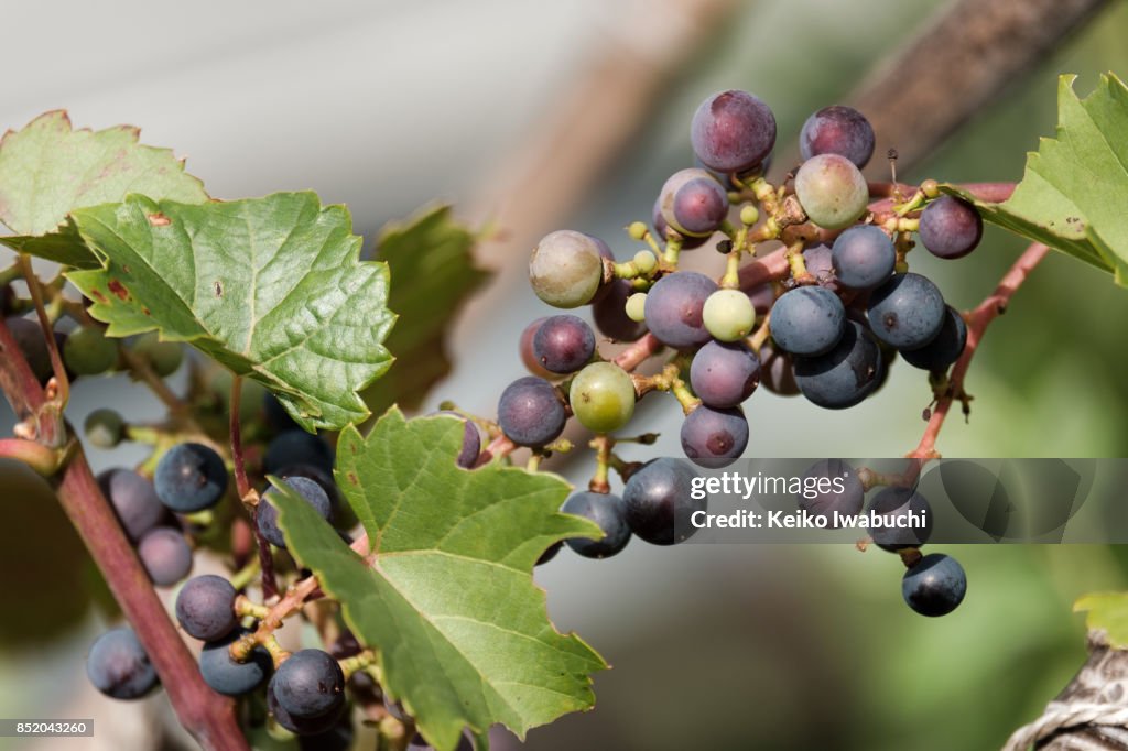 Wild grape in home gardening