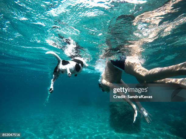 friends swimming in the sea - dog waving stock pictures, royalty-free photos & images