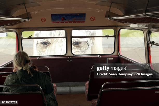 The worlds largest polar bear puppet is viewed from inside a London bus as it is unveiled by Greenpeace at North Weald airfield in Essex. The bear...