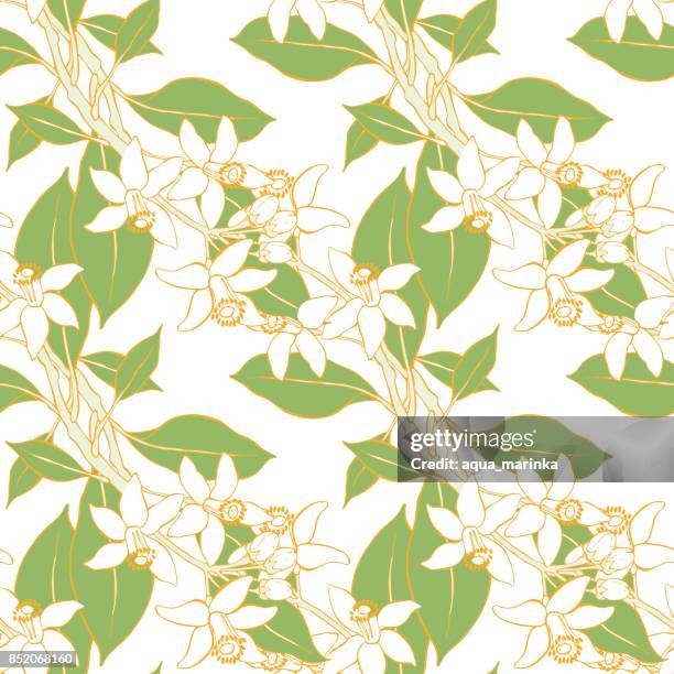 seamless pattern with blossoming branches of the orange on white background. flowers neroli. vector illustration. - orange tree stock illustrations