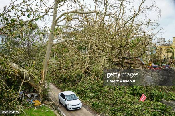 Century-old tree collapsed after Hurricane Maria at rio Piedras in San Juan, Puerto Rico on September 22, 2017.