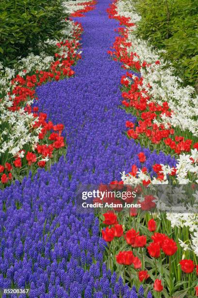 flower garden - keukenhof gardens stock pictures, royalty-free photos & images