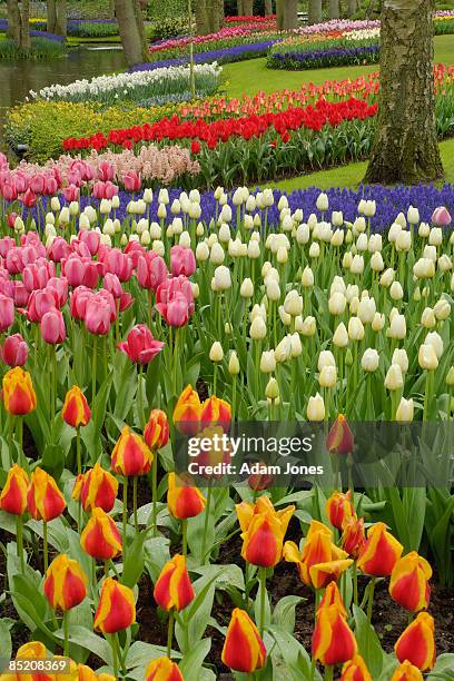 flower garden - muscari armeniacum stock-fotos und bilder