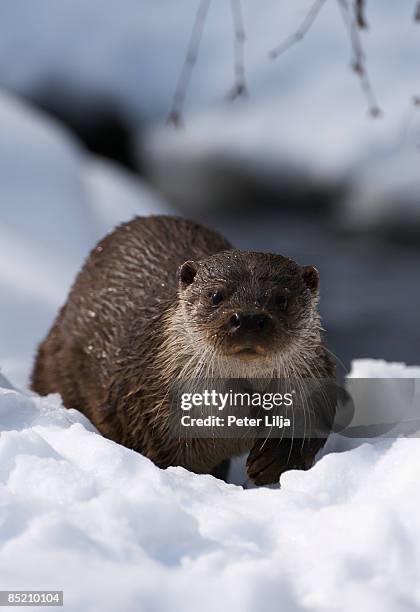 an european otter (lutra lutra) posing - otter standing stock pictures, royalty-free photos & images