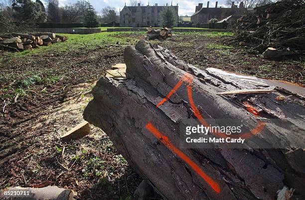 Tree lays on the ground after being recently felled after it was identified as being infected with bleeding canker, at the National Trust's...