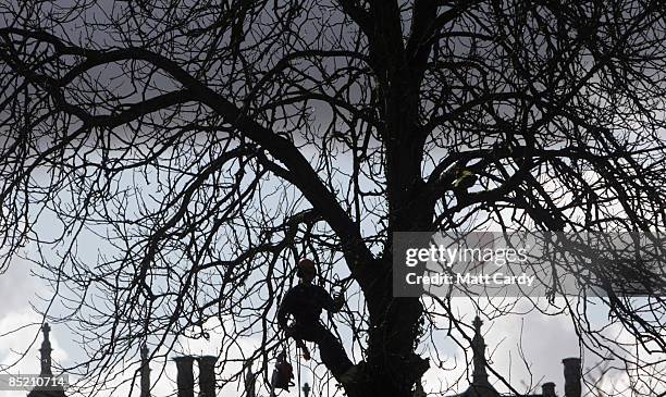 Tree surgeon climbs a horse chestnut tree as he prepares it to be felled after it was identified as being infected with bleeding canker, at the...