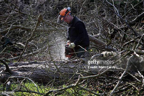 Tree surgeon on the ground cuts branches from a horse chestnut tree about to be felled after it was identified as being infected with bleeding...