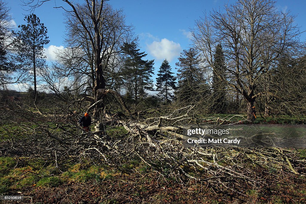 Diseased Trees To Be Felled At The National Trust's Barrington Court Estate