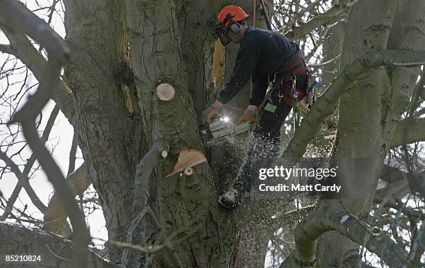 Tree surgeon cuts branches from a horse chestnut tree as he prepares it to be felled after it was identified as being infected with bleeding canker,...