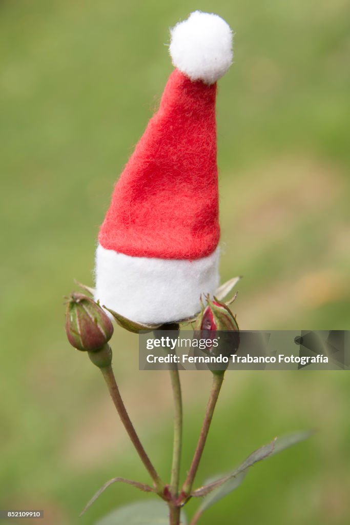 Flower with Santa hat