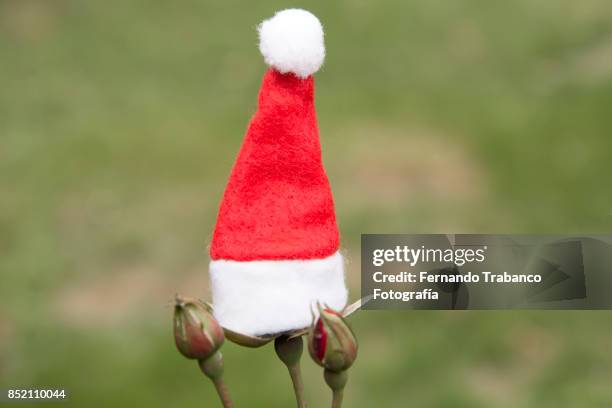 flower with santa hat - bouquet garni stock pictures, royalty-free photos & images