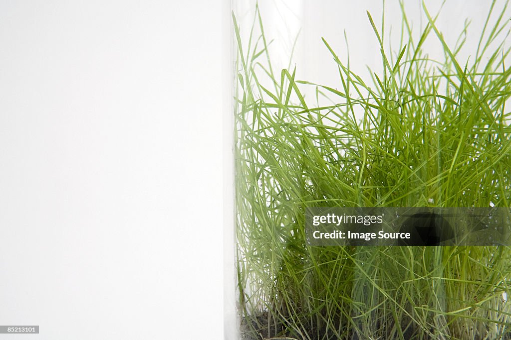 Grass in a jar