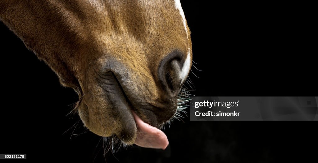 Head of brown horse on black background