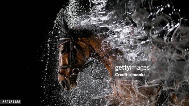pferd und seinem reiter springen durch wasservorhang - horse racing stock-fotos und bilder