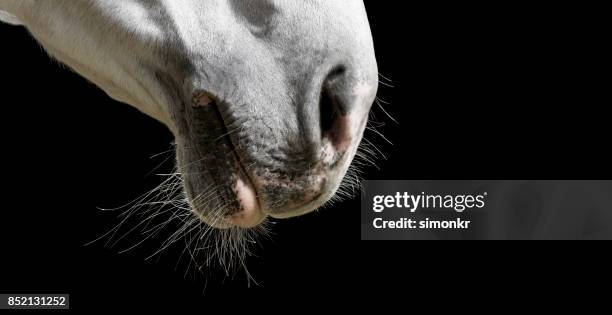 muzzle of white horse on black background - white horse stock pictures, royalty-free photos & images