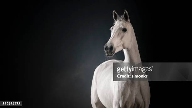 caballo blanco sobre fondo negro - caballo blanco fotografías e imágenes de stock
