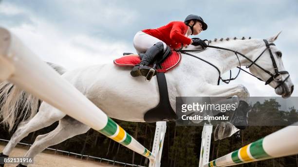 blanco caballo saltando un oxer con su jinete - riding hat fotografías e imágenes de stock