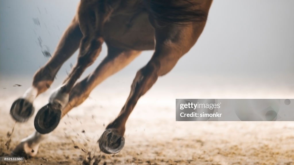 Legs of horse running