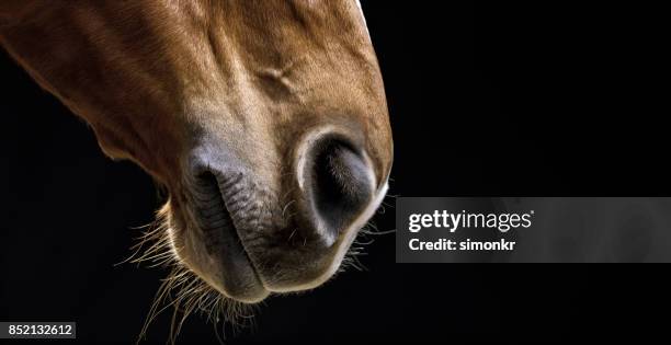 caballo marrón sobre fondo negro - horses nose fotografías e imágenes de stock