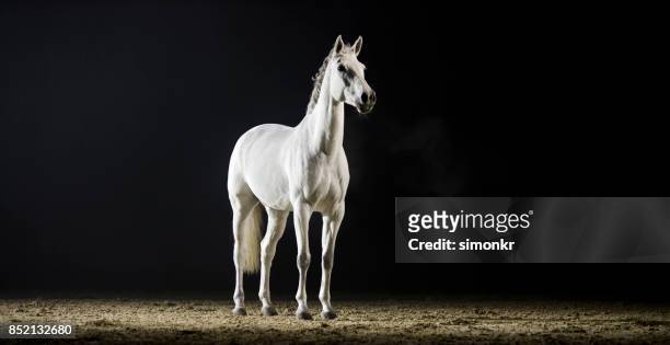 white horse standing in riding hall - the white horse stock pictures, royalty-free photos & images
