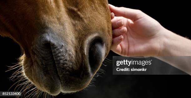brown horse being caressed by female hand - horse heads stock pictures, royalty-free photos & images