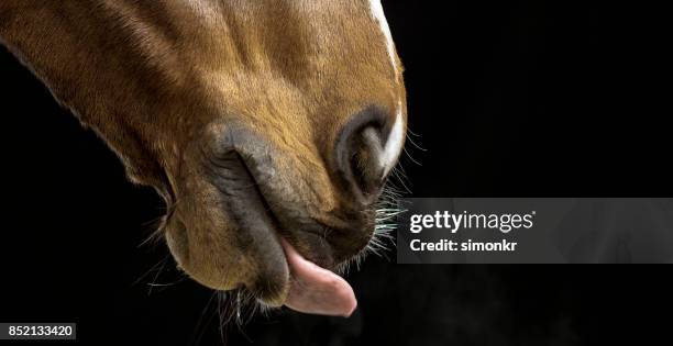 tête de cheval brun sur fond noir - langue-des-animaux photos et images de collection