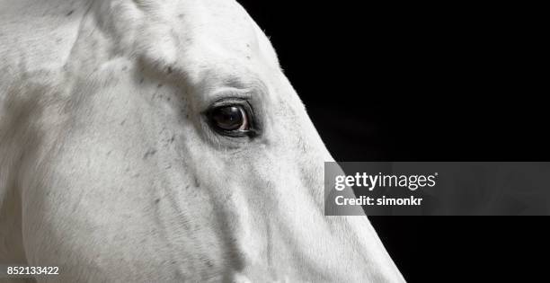 eye of white horse - white horse stock pictures, royalty-free photos & images