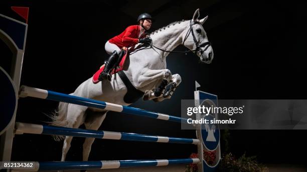 white horse with female rider jumping rail - equestrian show jumping stock pictures, royalty-free photos & images