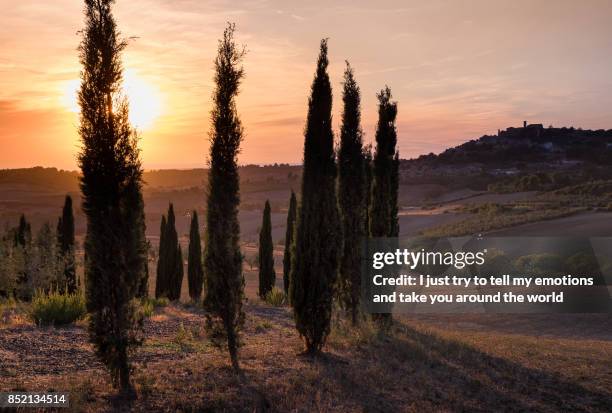 casale marittimo, tuscany, italy, view from the cypresses on september - sunset vineyard stock pictures, royalty-free photos & images