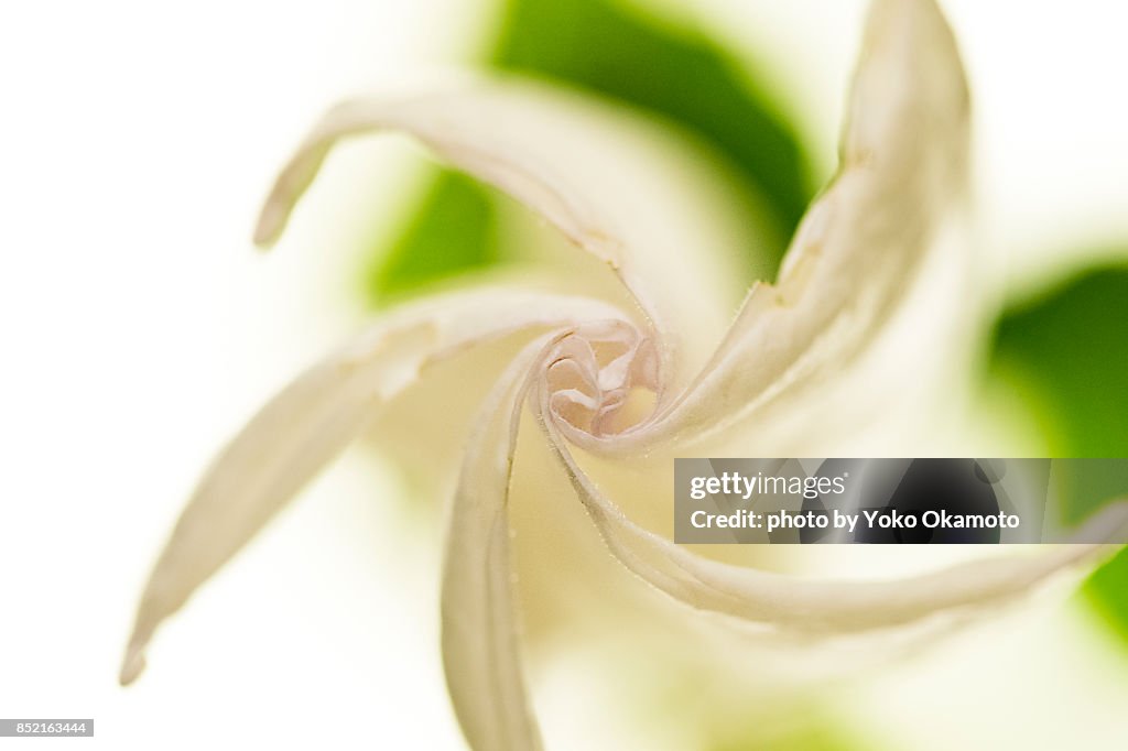 Beautiful open lambs flower Dachura