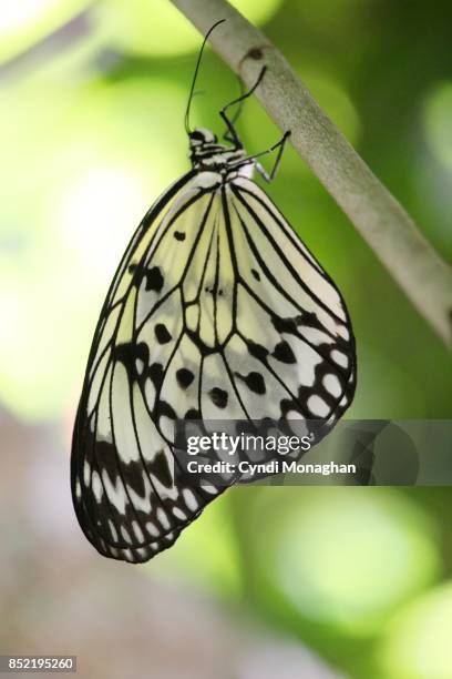 idea malabarica butterfly - malabarica stock pictures, royalty-free photos & images