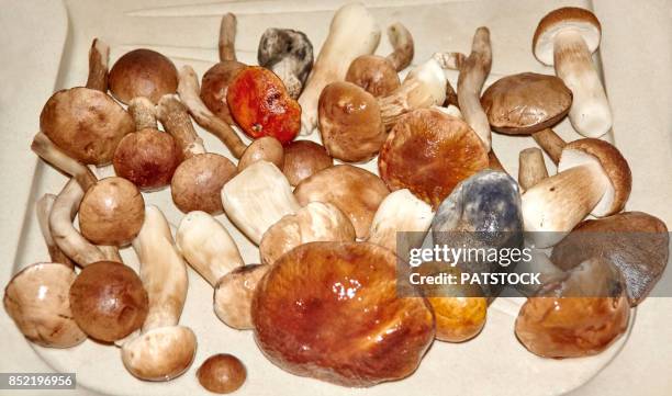 edible mushrooms - birch bolete stock pictures, royalty-free photos & images