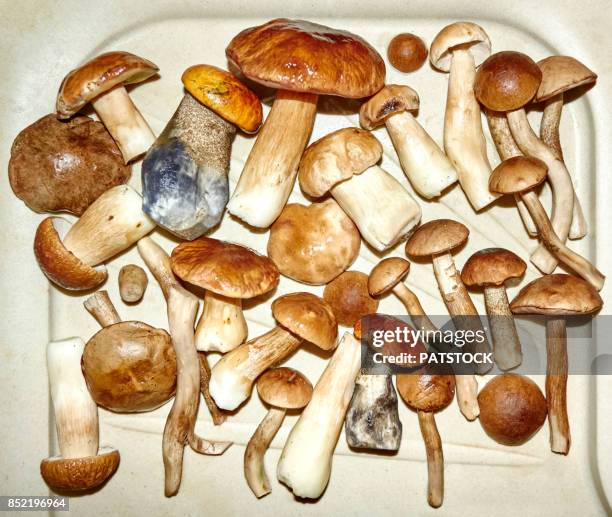 edible mushrooms - birch bolete stock pictures, royalty-free photos & images