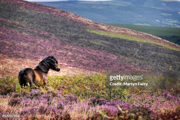 windswept pony, exmoor national park, somerset, uk - exmoor national park imagens e fotografias de stock