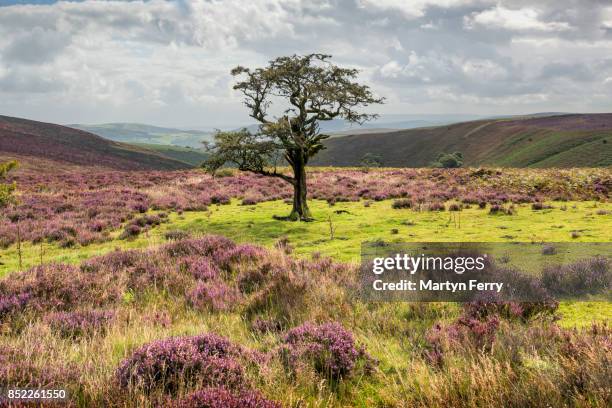 tree and heather, exmoor national park, somerset, uk - simonsbath stock pictures, royalty-free photos & images