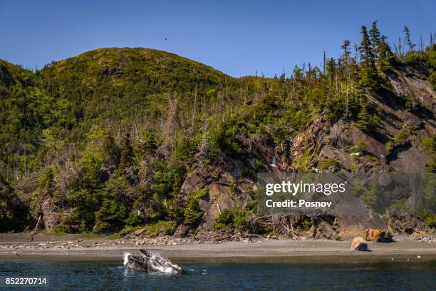 humpback whale - newfoundland stockfoto's en -beelden