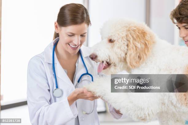 caring vet examines dog's wounded paw - wounded vet stock pictures, royalty-free photos & images