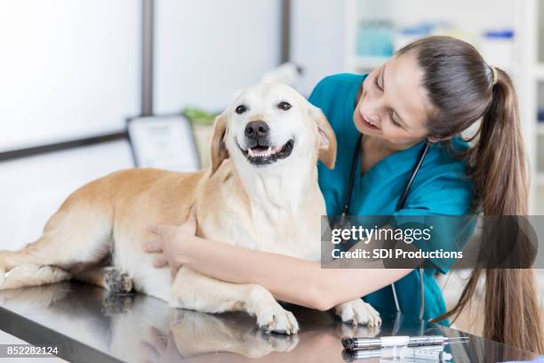 fröhliche frau tierarzt untersucht niedlichen hund - labrador retriever stock-fotos und bilder