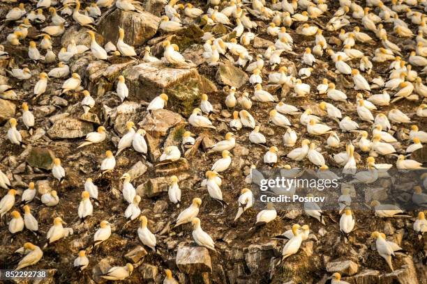 northern gannets - cape st marys ecological reserve stockfoto's en -beelden