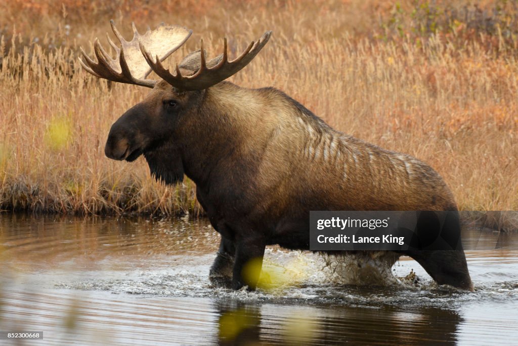 Bull Moose in Denali National Park, Alaska