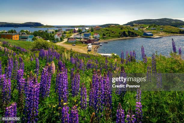 trinity bay - trinity newfoundland stock pictures, royalty-free photos & images