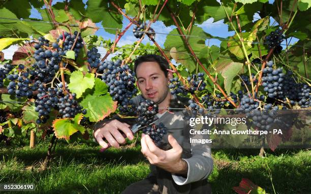 Peter Freemantle grape picking in the autumn sunshine at Ryedale Vineyards, near Malton, North Yorkshire.